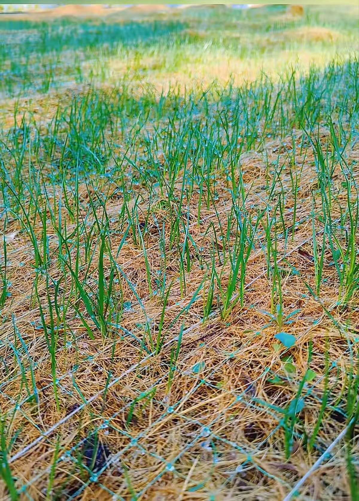 Coir Slope Protection Grass Mat